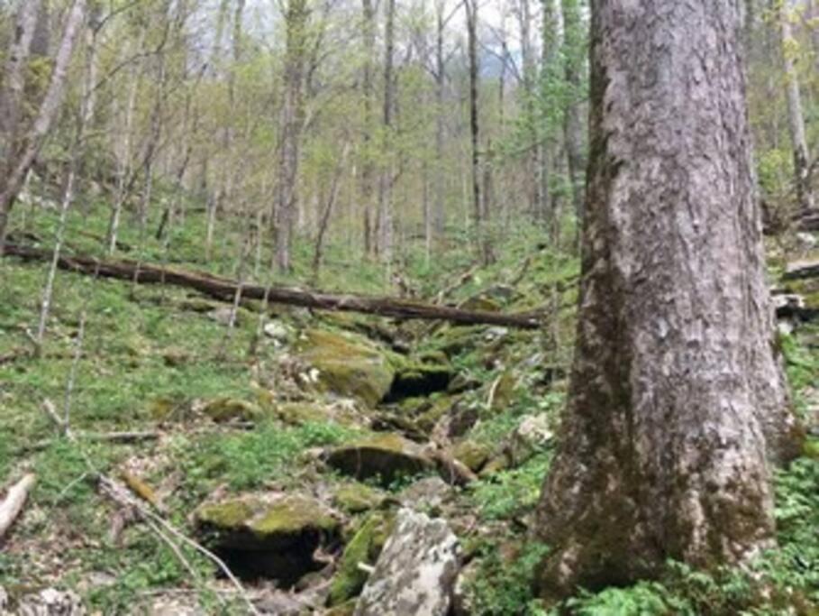 Beary Tale! Your Happily Ever After Starts Here! Sevierville Exteriör bild